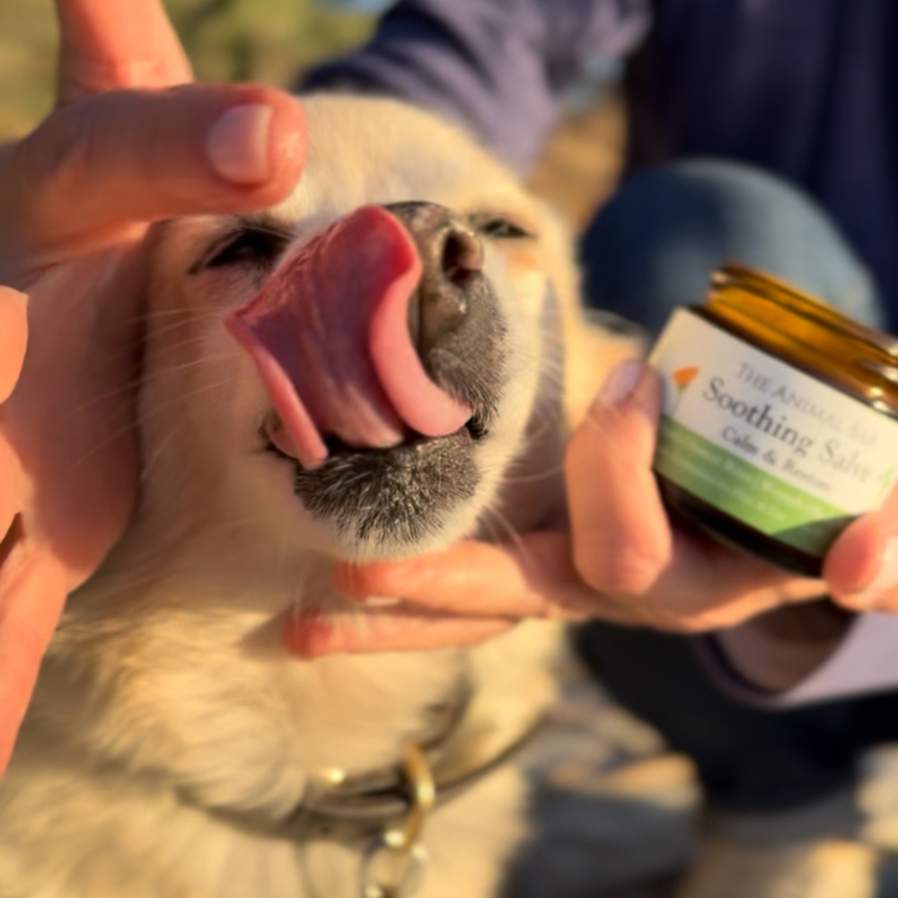 Ditch the Chemicals: Why Our Shampoo Bars & Salves Are Game-Changers