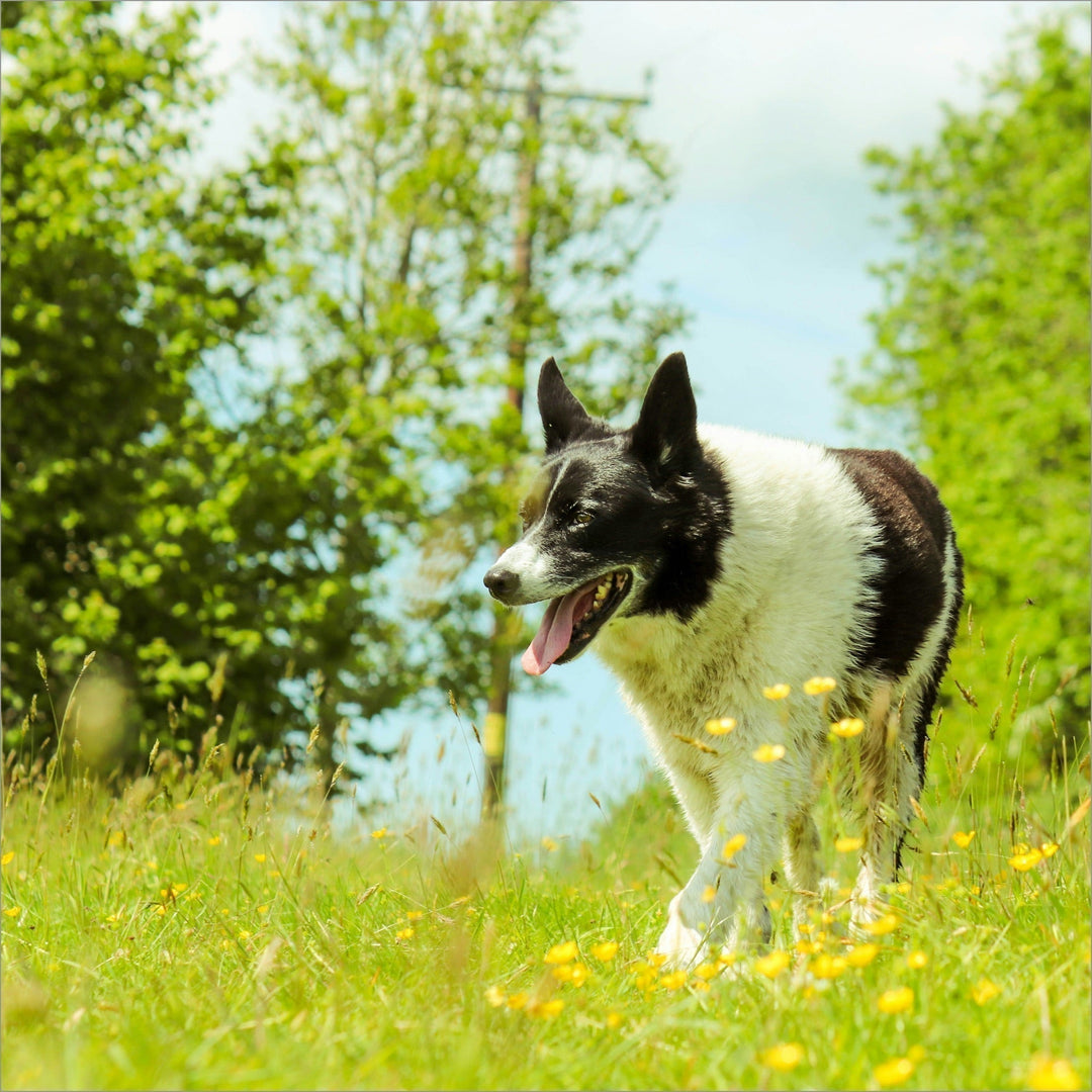 The Zero-Waste Wash: Why Raising the Bar is Better for Your Pet and the Planet