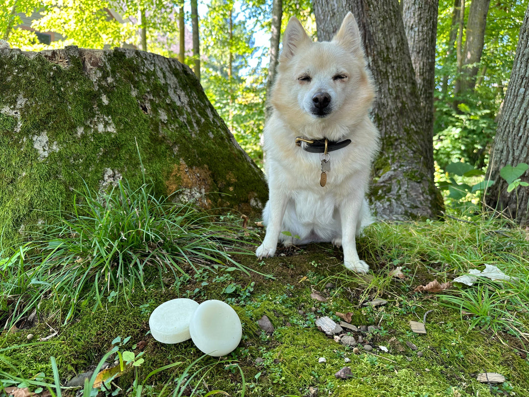 Raising the Bar: The Complete Guide to Choosing a Shampoo Bar for Your Pet