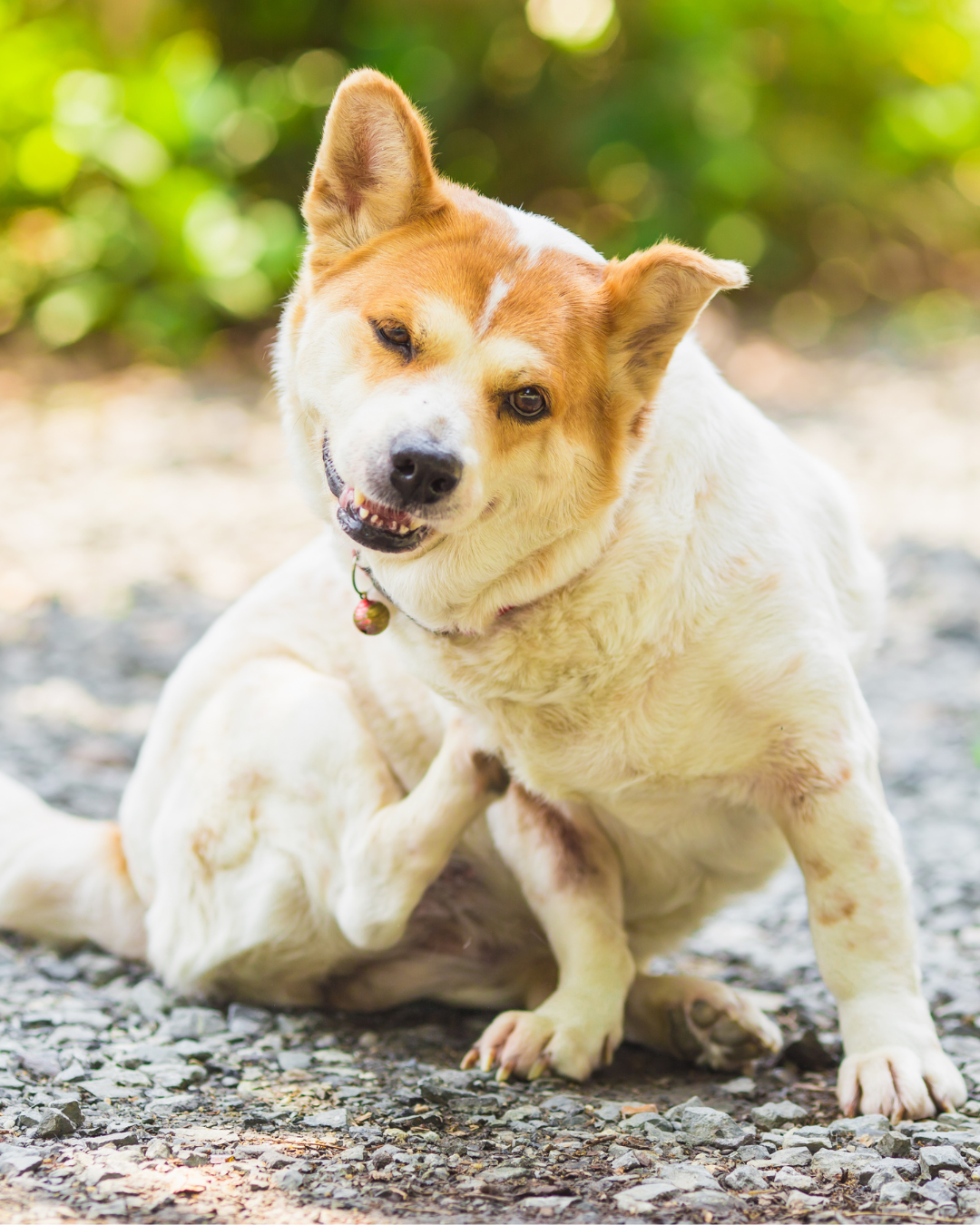 Itchy Skin Shampoo for Dogs