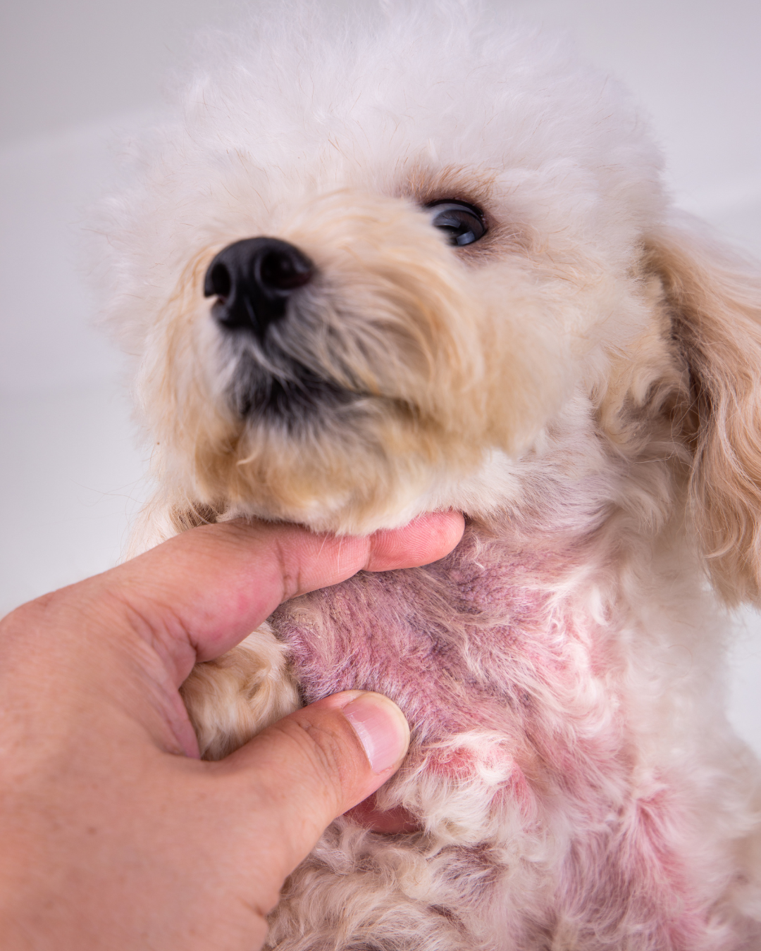 Best Shampoo for Allergies
