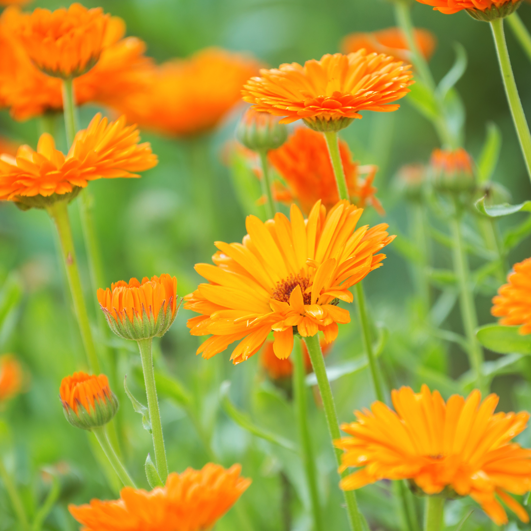 Healing with Calendula: A Look at Botanical Care for Pets