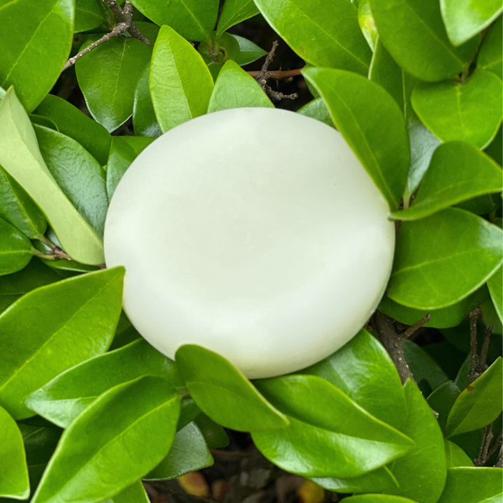 Balancing Biome Pet Conditioner Bar